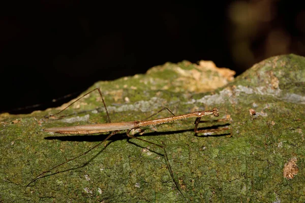 マダガスカルの葉にカマキリ — ストック写真