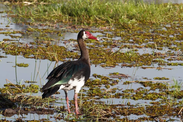 Bird Spur-winged Goose, Okavango, Botswana, África — Fotografia de Stock