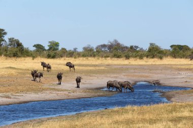 GNU, wildebeest Afrika safari yaban hayatı ve vahşi hayat