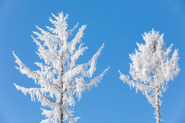 karlı ağaçlar kış manzarası ve kırsal yol