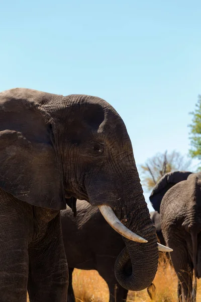 Éléphant d'Afrique safari Afrique faune et nature sauvage — Photo