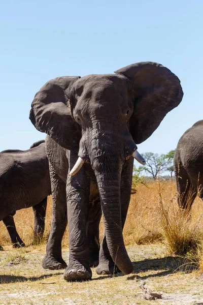 África elefante safari vida selvagem e selvagem — Fotografia de Stock