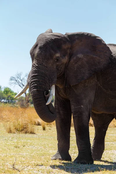 아프리카 코끼리 아프리카 원정 여행 야생 생물 및 황야 — 스톡 사진