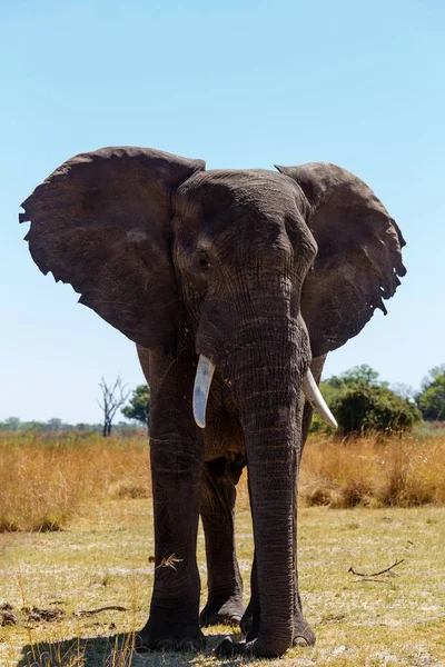 Éléphant d'Afrique safari Afrique faune et nature sauvage — Photo