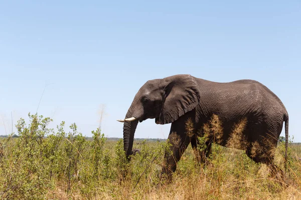 Afrikanische Elefanten Afrika Safari Wildtiere und Wildnis — Stockfoto