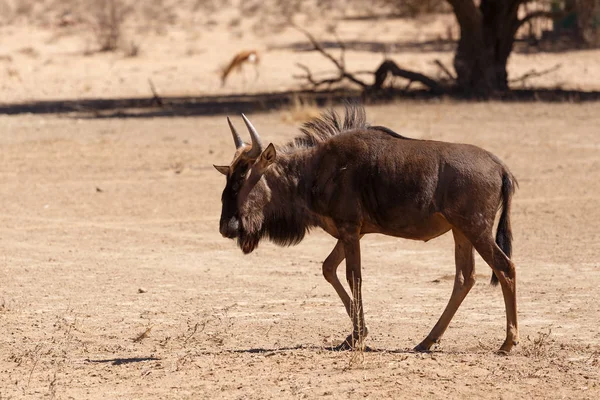 Gnu, ñus en el desierto de Kalahari, África safari fauna —  Fotos de Stock