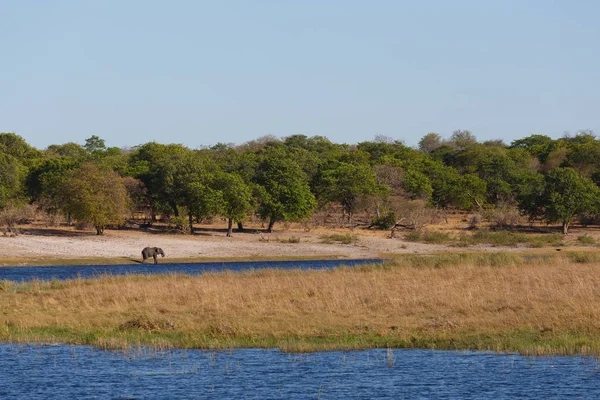 Afrikansk elefant Afrika safari wildlife och vildmark — Stockfoto