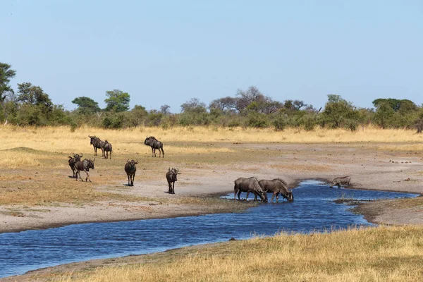 Gnu、ヌーのアフリカのサファリの野性生物および荒野 — ストック写真