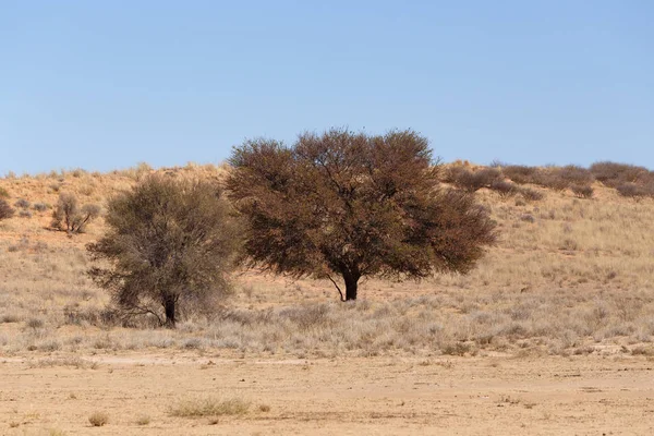 Ξηρό τοπίο της ερήμου Καλαχάρι, Kgalagady, Νότια Αφρική σαφάρι άγριας φύσης — Φωτογραφία Αρχείου