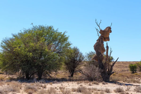 Africa, paesaggio deserto del Kalahari, deserto safari — Foto Stock