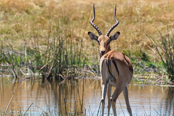 Voduška červená Jižní Afrika safari přírody a divočiny — Stock fotografie