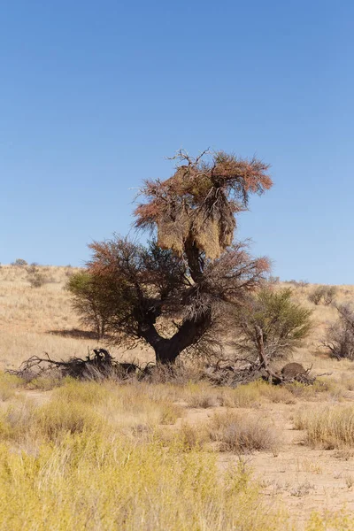 Африканский, ландшафт пустыни Калахари, дикая природа сафари — стоковое фото