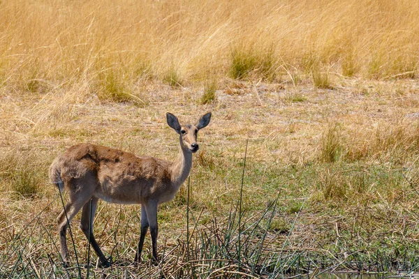 Södra lechwe Afrika safari wildlife och vildmark — Stockfoto