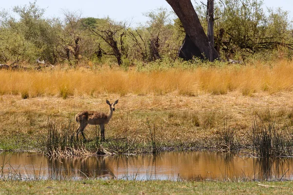 Südliche lechwe africa safari wildtiere und wildnis — Stockfoto
