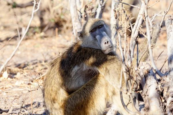 Μαϊμού μπαμπουίνος Chacma οικογένεια, Αφρική σαφάρι άγριας φύσης και άγριας φύσης — Φωτογραφία Αρχείου