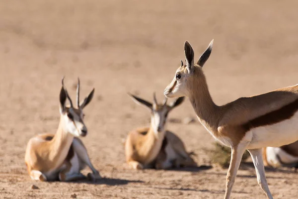 Stado springbok, wildlife safari Afryka — Zdjęcie stockowe