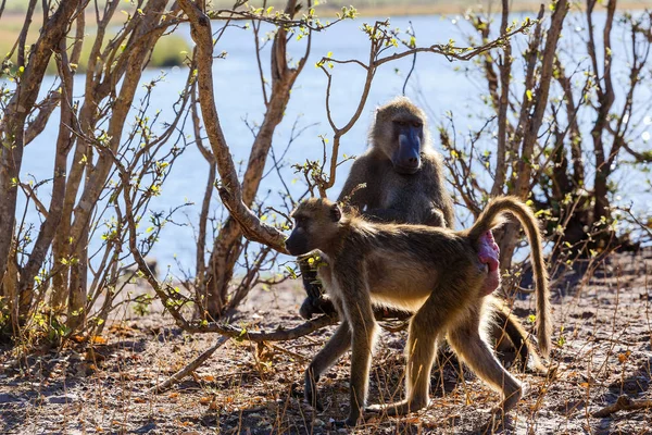 Mono Chacma Baboon familia, África safari vida silvestre y desierto — Foto de Stock