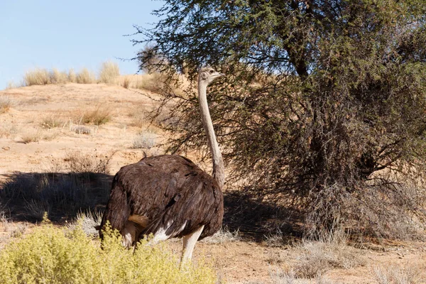 Struzzo, Kgalagadi, Sud Africa, fauna selvatica safari — Foto Stock