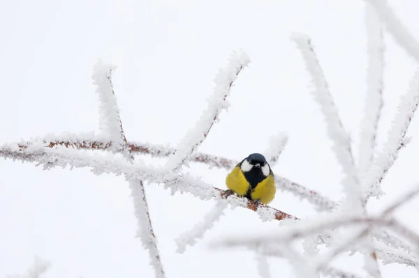 Beautiful small bird great tit in winter — Stock Photo, Image