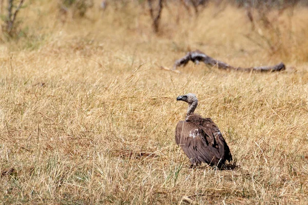 White backed vulture, Namibia Africa safari wildlife and wilderness — Stock Photo, Image