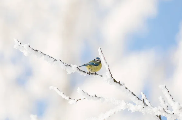 Schöner kleiner Vogel Kohlmeise im Winter — Stockfoto