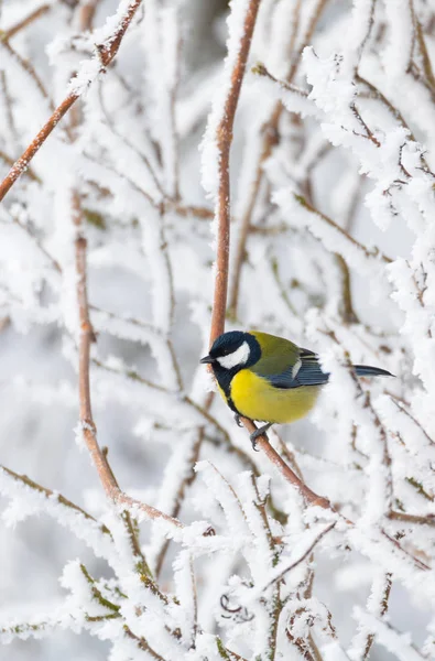 Schöner kleiner Vogel Kohlmeise im Winter — Stockfoto