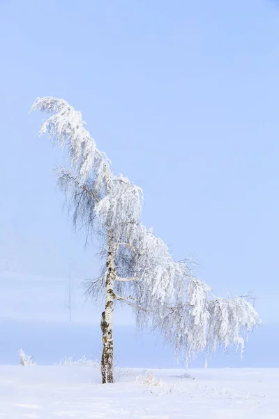 Snowy trees in winter landscape and rural road — Stock Photo, Image