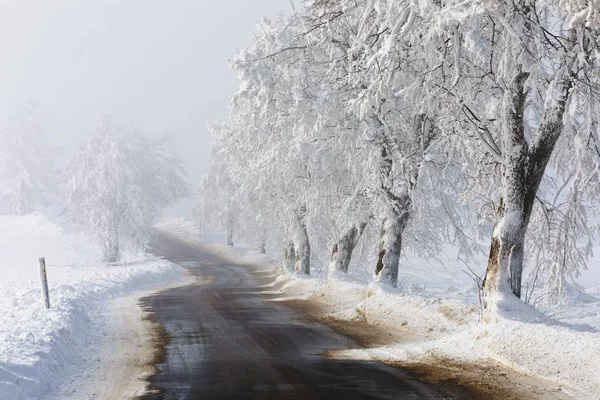 Kırsal kırsal kış yol sise gidiyor — Stok fotoğraf