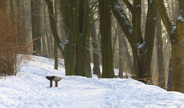 Samotny ławeczce, drewniane, pokryte śniegiem w parku — Zdjęcie stockowe