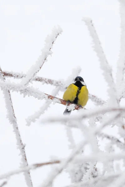 Beau petit oiseau grand mésange en hiver — Photo