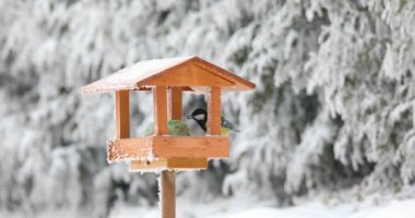 büyük baştankara (Parus major) ahşap kuş besleme yuvasına besleme kuş