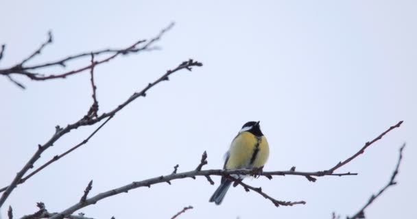 Beau petit oiseau grand mésange en hiver — Video