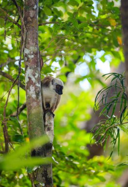 AK başlı lemur Madagaskar yaban hayatı