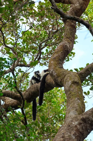 Schwarz-weißer Rüschenmaki, Madagaskar-Wildtiere — Stockfoto