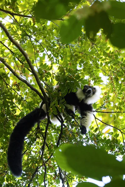 Vari, Madagaskar wildlife — Stockfoto