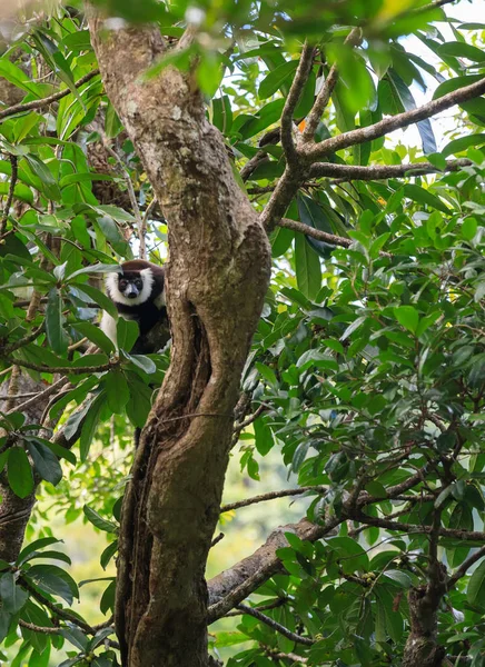 Siyah-beyaz Nomascus lemur, Madagaskar yaban hayatı