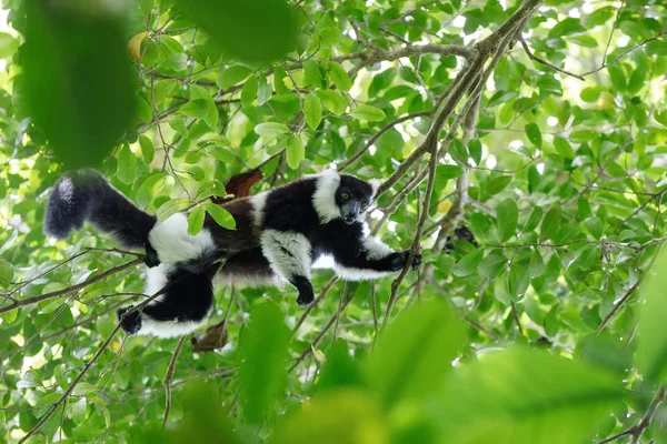 Vari, Madagaskar wildlife — Stockfoto