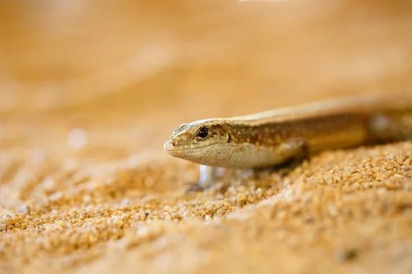 Madagaskar omsloten hagedis, Madagaskar wildlife — Stockfoto