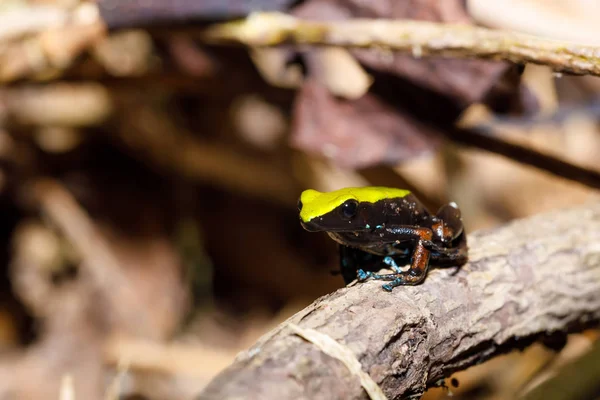 Grenouille Escalade Mantella, Madagascar faune — Photo