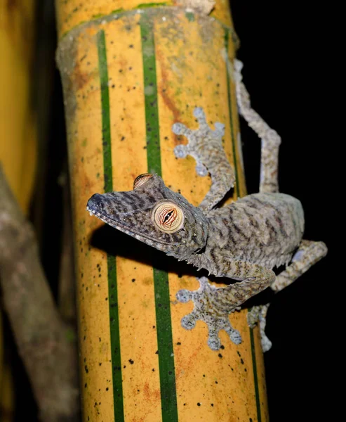Obří list kvadrát gecko na bambus, příroda Madagaskaru — Stock fotografie