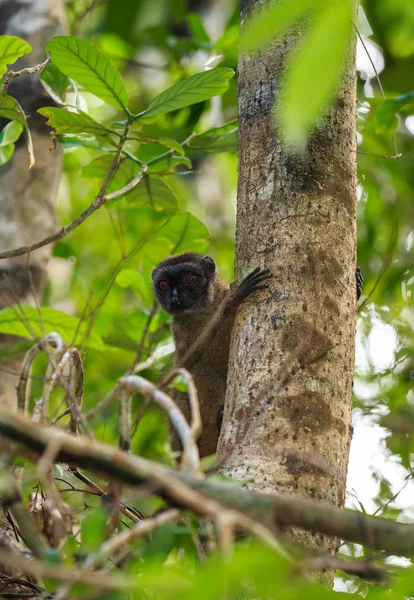 Vrouw van inwoners lemur Madagaskar wildlife — Stockfoto