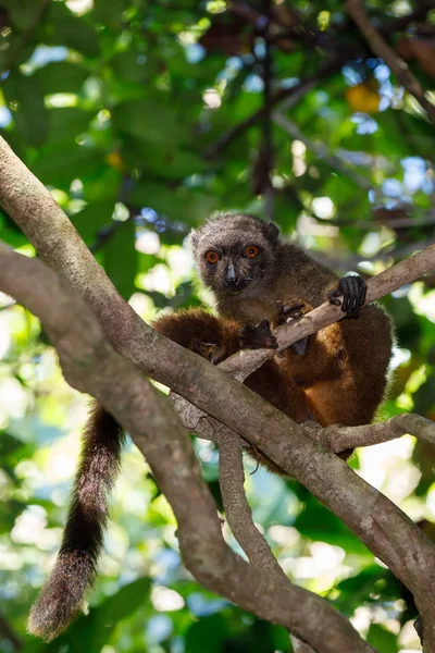 Vrouw van inwoners lemur Madagaskar wildlife — Stockfoto