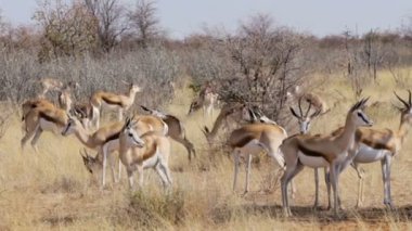 springbok, Afrika safari yaban hayatı sürüsü