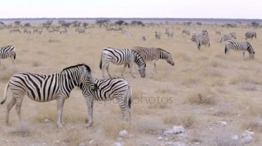 Zebra Afrika etkin Bush, Namibya. Afrika yaban hayatı