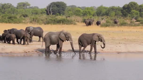 Elefantes bebiendo en el abrevadero, Hwange, África fauna — Vídeo de stock