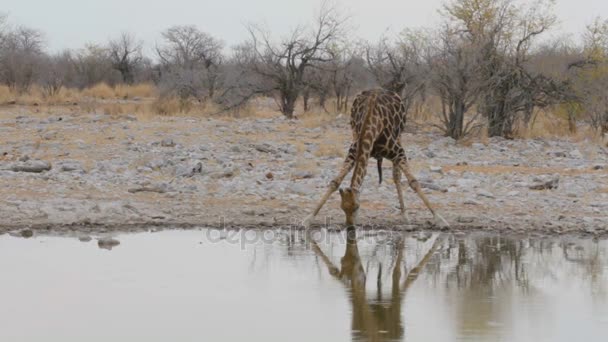 Zsiráf ivás például víznyelő, Namíbia, Afrika wildlife