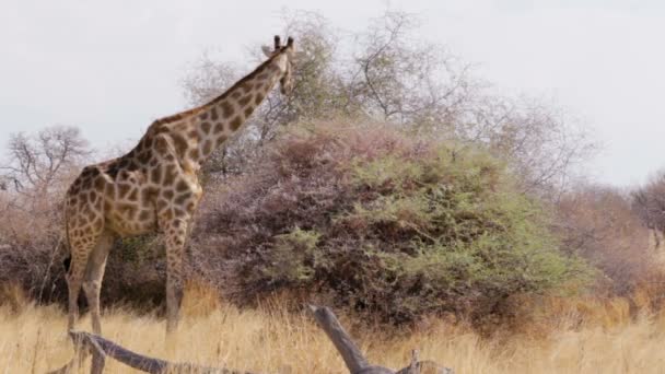 Żyrafa wypas na drzewo, Namibia, Afryka dzikość — Wideo stockowe