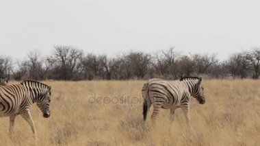 Zebra Afrika etkin Bush, Namibya. Afrika yaban hayatı