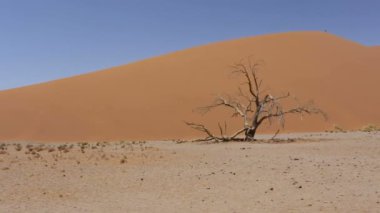 Dune 45 Panoraması sossusvlei Namibya, Afrika vahşi hayat içinde