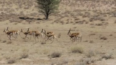 springbok, Afrika safari yaban hayatı çalışan sürüsü